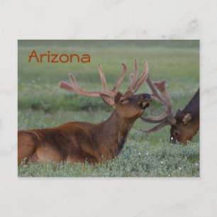 Arizona elk Postkarte