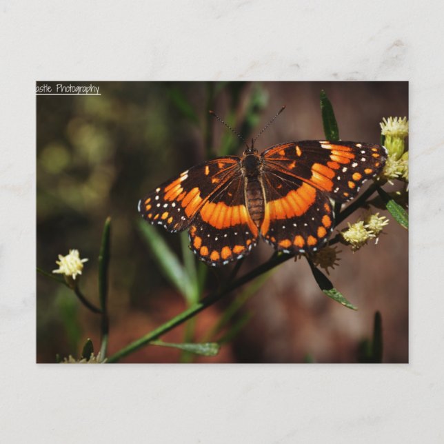 Arizona Free Postkarte (Vorderseite)