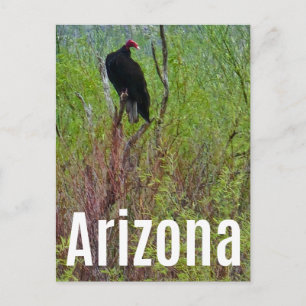 Arizona-Geier Sonoran-Wüsten-Postkarte Postkarte