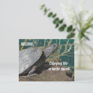 Arizona Genießen Sie das ermüdete Leben Turtle Fot Postkarte