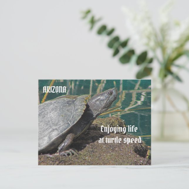Arizona Genießen Sie das ermüdete Leben Turtle Fot Postkarte (Stehend Vorderseite)