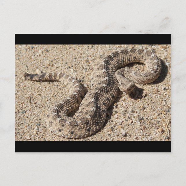 Arizona Horned Sidewinder Rattlesnake Postkarte (Vorderseite)