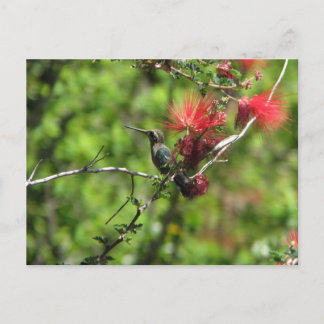 Arizona Hummingbird Postkarte