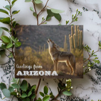 Arizona Kojote Landschaft Kaktus Wüste