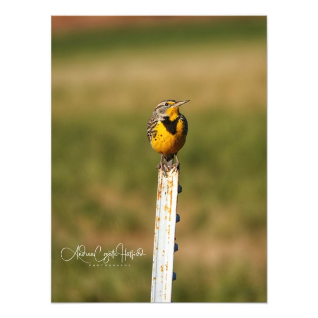 Arizona Meadow Lark Fotodruck