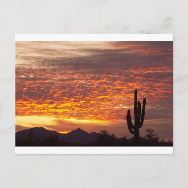 Arizona November Sonnenaufgang mit Saguaro Postkarte (Vorderseite)