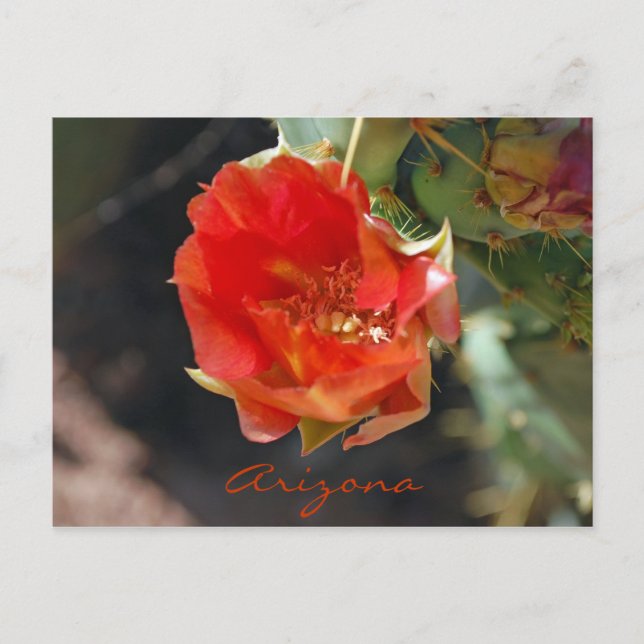 Arizona Postcard Postkarte (Vorderseite)