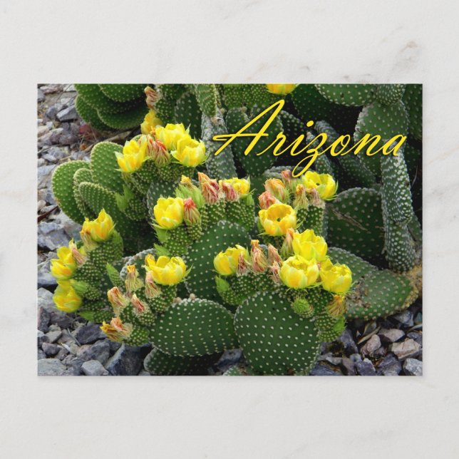 Arizona Postcard, Prickly Pear Cactus Postkarte (Vorderseite)