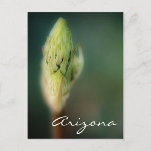 Arizona Postcard Spring Bud Template Postkarte