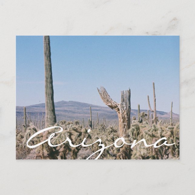 Arizona Postcard Wüste Cacti Landschaft Postkarte (Vorderseite)