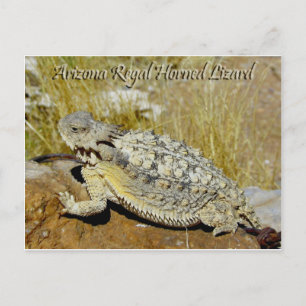Arizona Regal Horned Lizard Postkarte