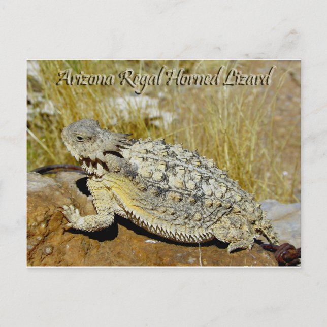 Arizona Regal Horned Lizard Postkarte (Vorderseite)