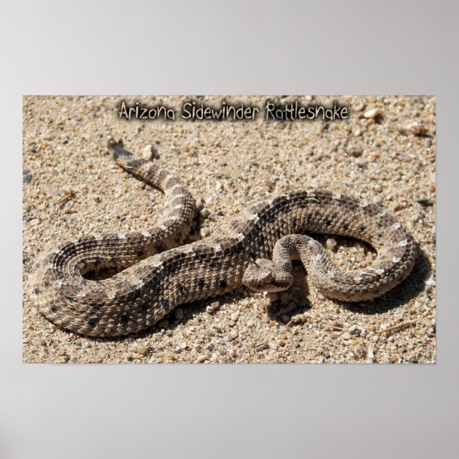 Arizona Sidewinder Rattlesnake Poster (Vorne)