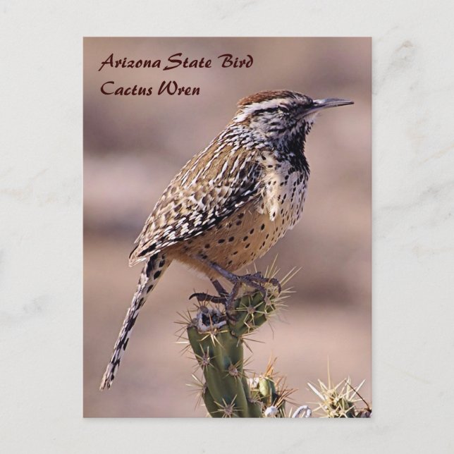 Arizona Staat Bird - Cactus Wren Postcard Postkarte (Vorderseite)