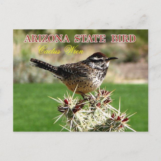 Arizona Staat Bird - Cactus Wren Postkarte (Vorderseite)