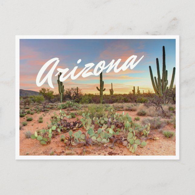 Arizona Sunset Cactus Foto Postcard Postkarte (Vorderseite)