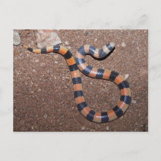 Arizona Variable Sandsnake Postkarte