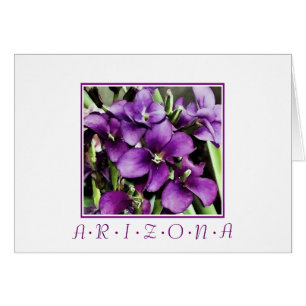 Arizona violette Blumen