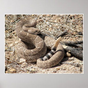Arizona Western Diamondback Rattlesnake Poster