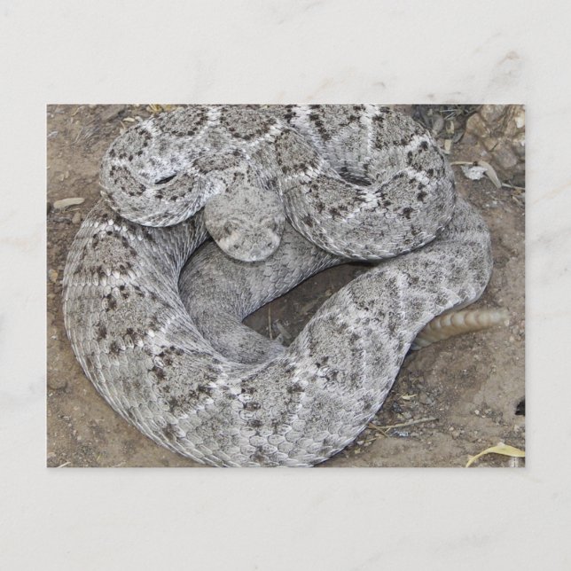 Arizona Western Diamondback Rattlesnake Postkarte (Vorderseite)