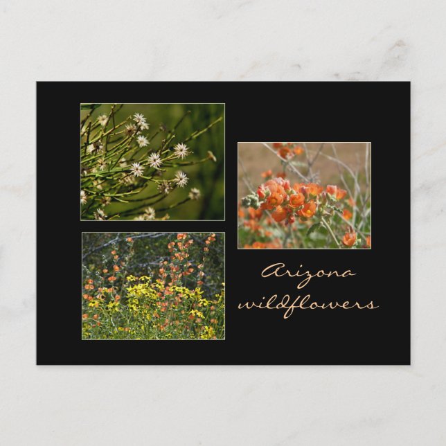 Arizona Wildblumen Postkarte (Vorderseite)