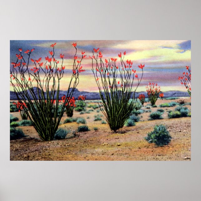 Arizona Wüste Ocotillos in Bloom Poster (Vorne)
