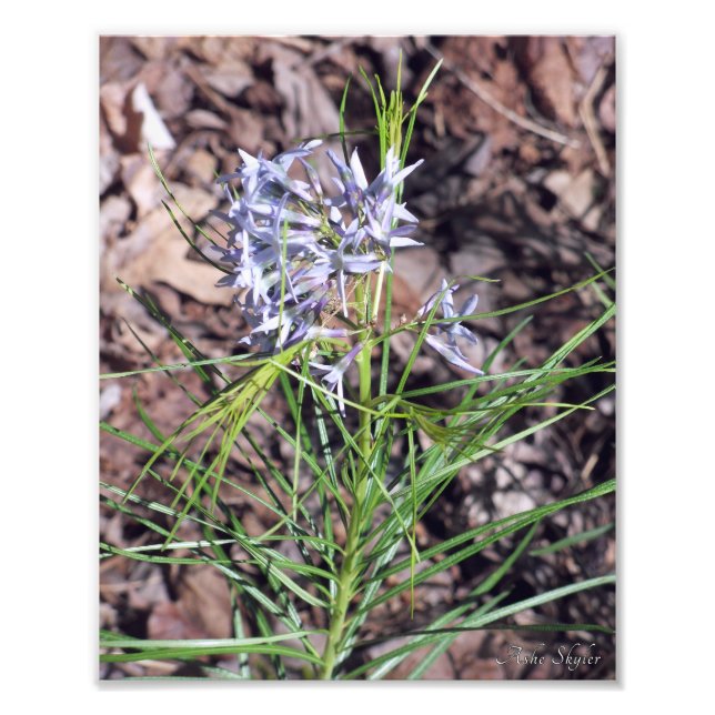 Arkansas Bluestar Needleleaf Fotodruck (Vorne)