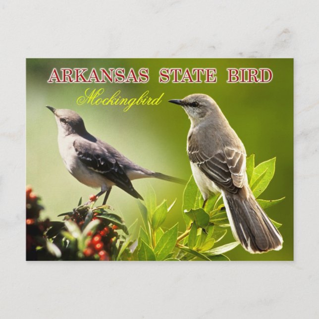 Arkansas Staat Bird - Mockingbird Postkarte (Vorderseite)