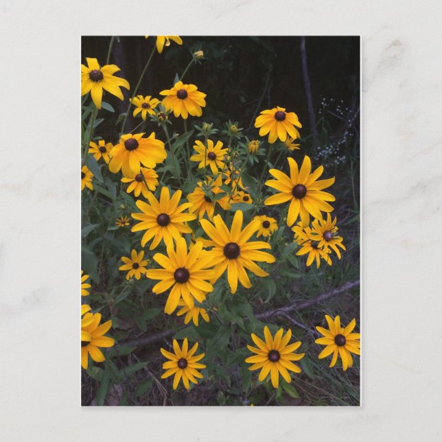Arkansas Wildblume Schwarz-Mit Augen Susans Postka Postkarte (Vorderseite)