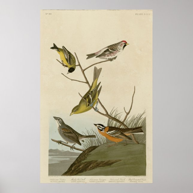 Arkansaw Siskin, Mealy Red Umfrage, Louisiana Tana Poster (Vorne)