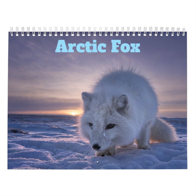 Arktis-Fuchs 2027 Kalender (Titelbild)