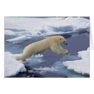Arktis, Svalbard, Eisbär reckend