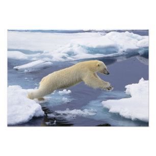 Arktis, Svalbard, Eisbär reckend Fotodruck