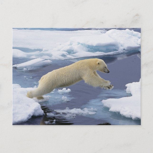 Arktis, Svalbard, Eisbär reckend Postkarte (Vorderseite)