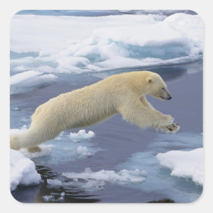 Arktis, Svalbard, Eisbär reckend Quadratischer Aufkleber
