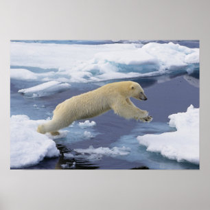 Arktis, Svalbard, Eisbär streckt sich Poster