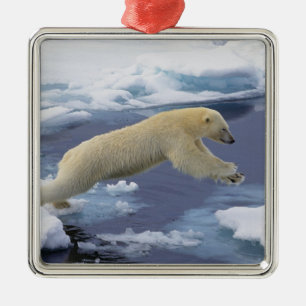 Arktis, Svalbard, Polar Bär, der sich ausdehnt Silbernes Ornament