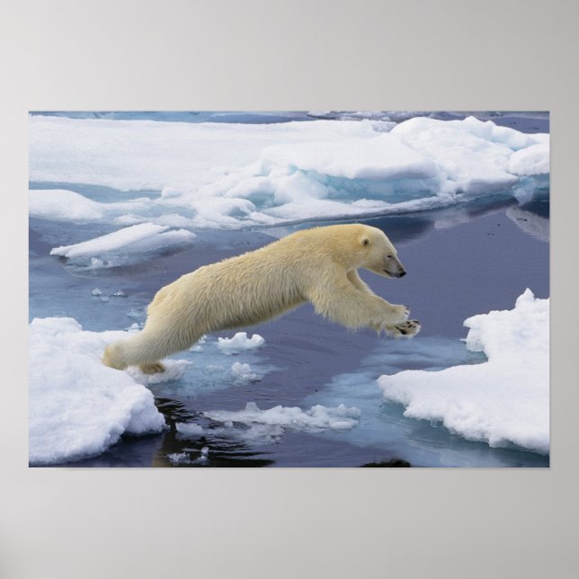 Arktis, Svalbard, Polar-Bär, der sich ausdehnt und Poster (Vorne)