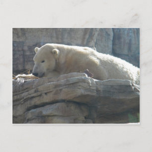 Arktis-Wildtier-Fotopostkarte Postkarte