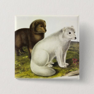 Arktische Focken (Weißfuchs, Polarfox, Schneefräse Button