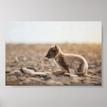 Arktische Fox-Natur-Foto