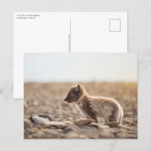Arktische Fox-Natur-Foto Postkarte