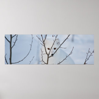 Arktische Fox Poster