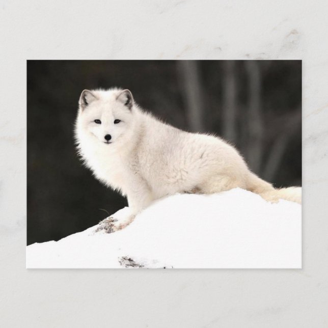 Arktische Fox Postkarte (Vorderseite)
