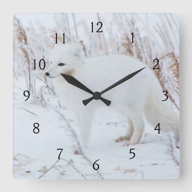 Arktische Fox Quadratische Wanduhr (Vorderseite)