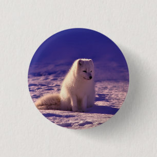 Arktische Fox Winterschneelandschaft Button