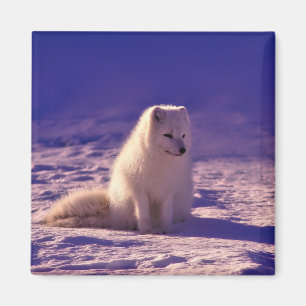 Arktische Fox Winterschneelandschaft Magnet