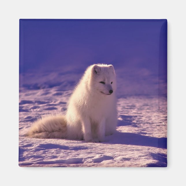 Arktische Fox Winterschneelandschaft Magnet (Vorne)