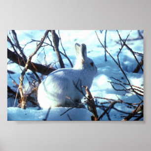 Arktische Hasen in der Fotogröße Poster