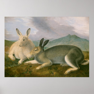 Arktische Hasen Paar Landschaft Aquarell Öl Poster